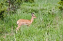 Tarangira Impala03